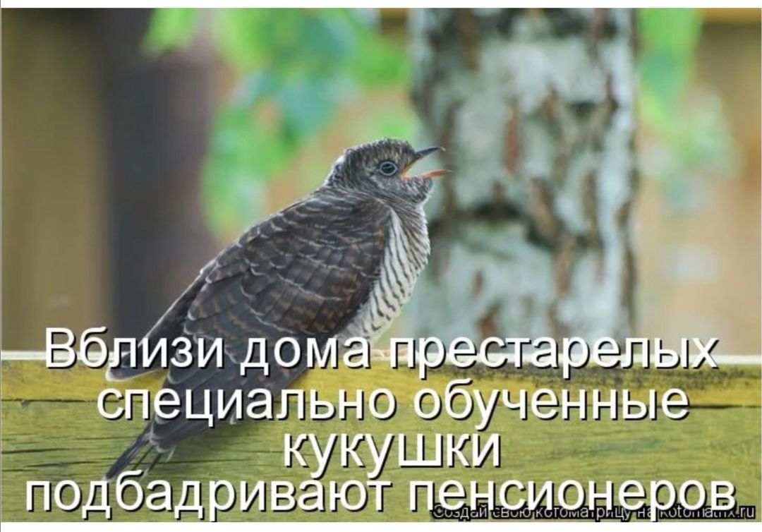 _Вбд видом специально обученные кукушки подбад ивают пенрионе _ рав