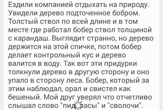 Ездили компанией отдыхать на природу Увидели дерево подточенное бобром Толстый ствол по всей длине и в том месте где работал бобер ствол толщиной с карандаш Выглядит странно но дерево держится на этой спичке потом бобер делает контрольный кус и дерево валится в воду Так вот эти придурки толкнули дерево в другую сторону и оно упало в сторону леса Бобер который за этим наблюдал орал и свистел как бе