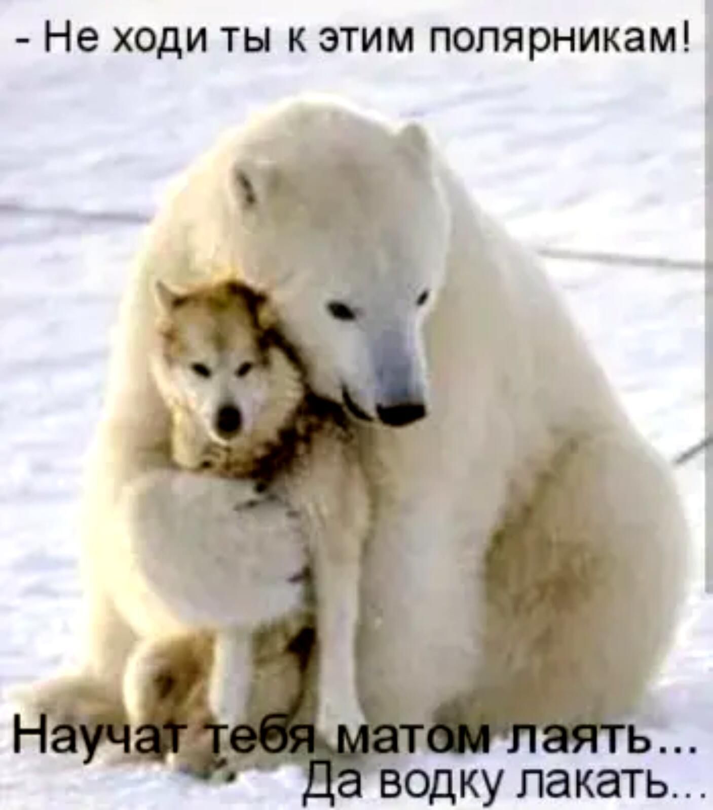 Не ходи ты к этим полярникам 1