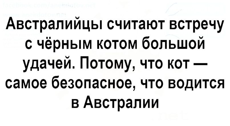 Австралийцы считают встречу с чёрным котом большой удачей Потому что кот самое безопасное что водится в Австралии