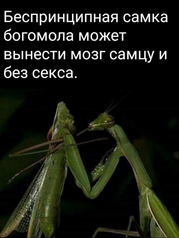 Беспринципная самка богомопа может вынести мозг самцу и без секса