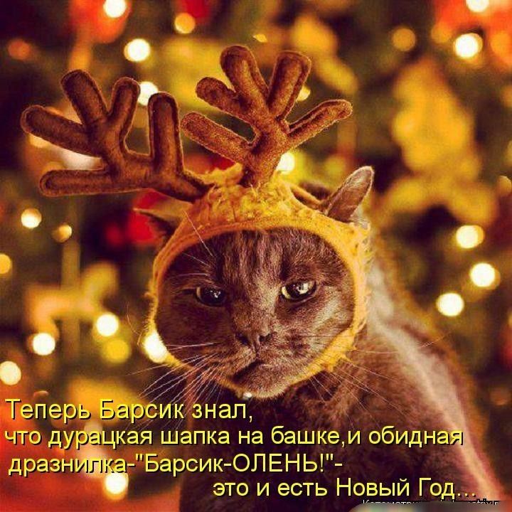 с Ё __ 7 Тегіерь Барси энап ЧТО ДУЁ ЦКЗЯ шапка НЭ башке И ОбИдНд дразну _ дБарсик ОЛЕНЬ это и есть Новый Год п