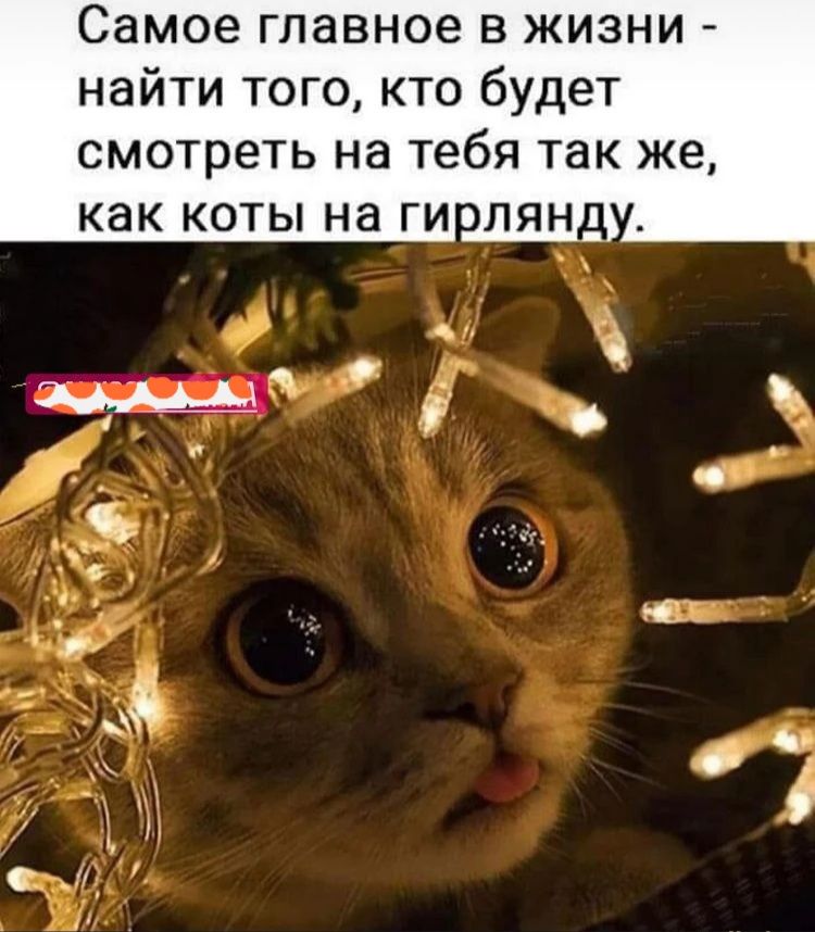 Самое главное в жизни найти того кто будет смотреть на тебя так же как КОТЫ на ГИ ЛЯН я г _ _ т в _