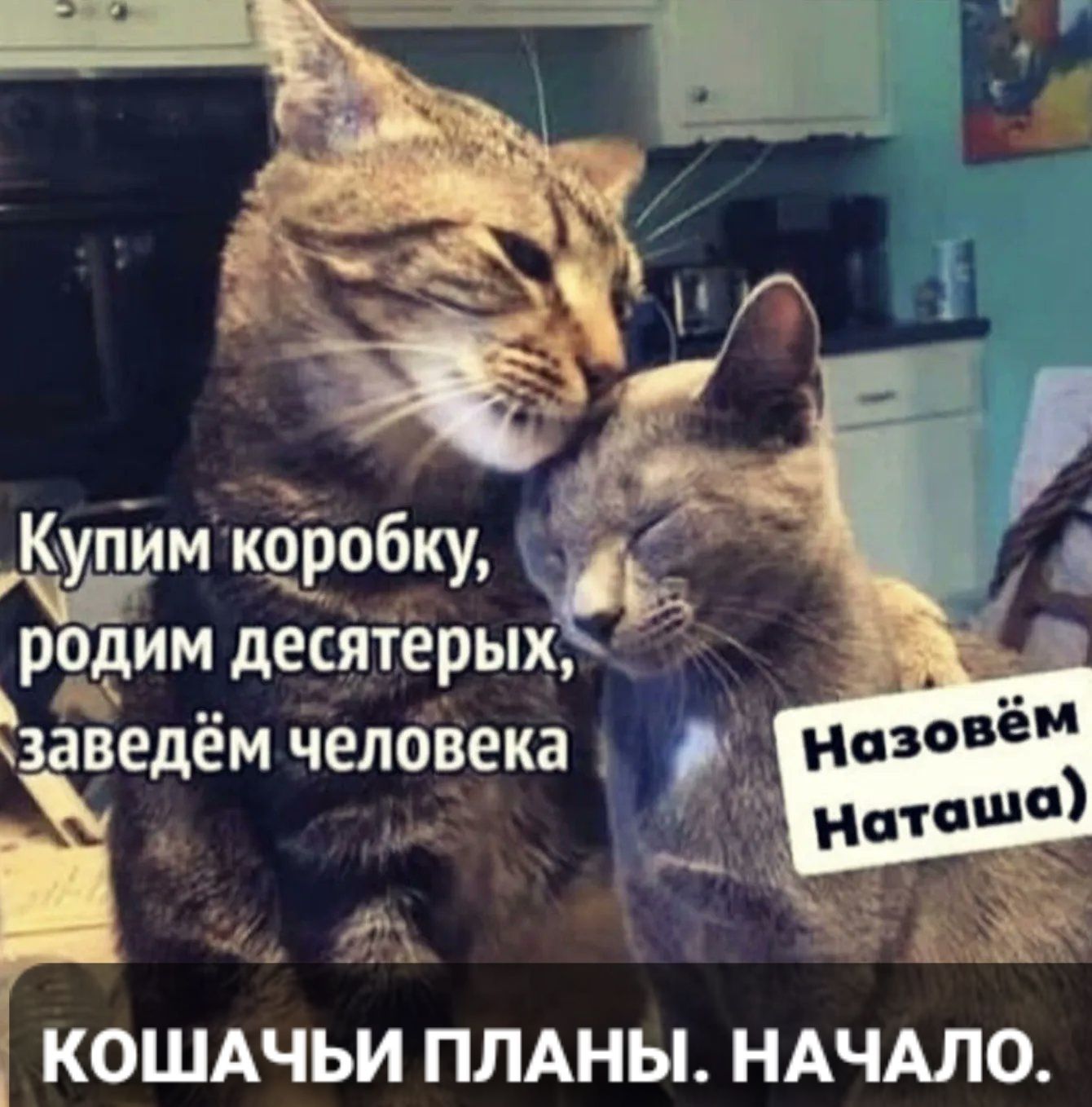 Родим десятерыху  едём человека  а  кошачьи планы. Начало.