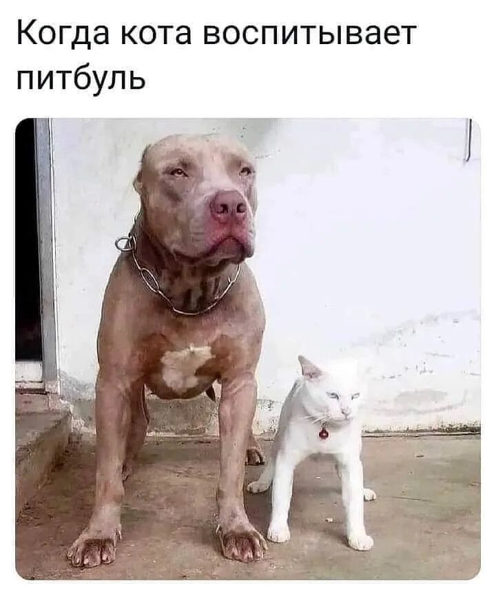 Когда кота воспитывает питбуль