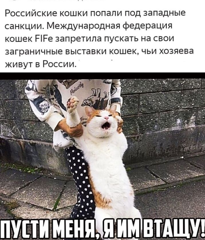 Российские кошки попали под западные санкции Международная федерация кошек РРе запретила пускать на свои заграничные выставки кошек чьи хозяева живут в России