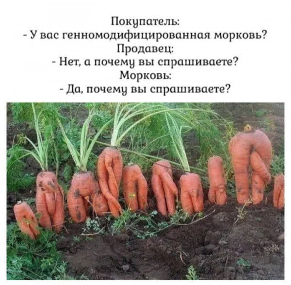 Покупатель У вас генномодифицировпннпя морковь Продавец Нет почемн вы спрашиваете Морковь до почему вы спрашиваете