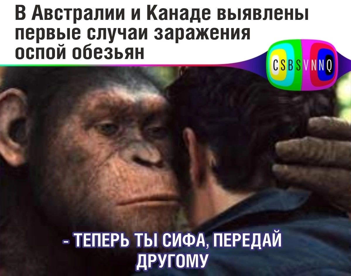 В Австралии и Канаде выявлены первые случаи заражения оспой обезьян ТЕПЕРЬ ТЫ СИФА ПЕРЕДАЙ ДРУГОМУ