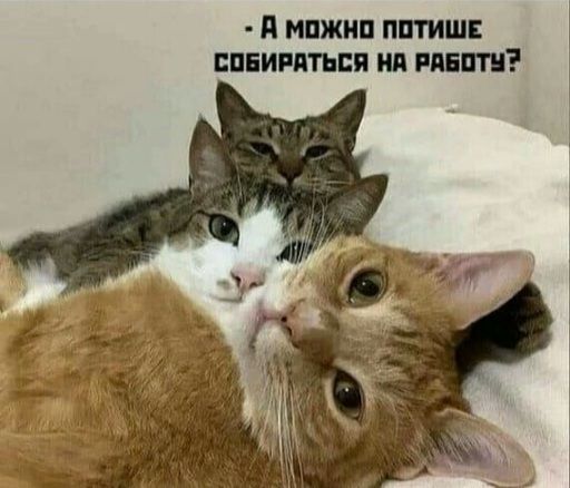 МПЖИП ППГИШЕ ЕПЕИРМЬБП ид ППШ