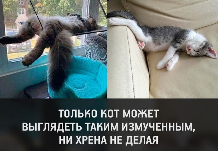 ТОЛЬКО НОТ МОЖЕТ ВЫГЛЯДЕТЬ ТАКИМ ИЗМУЧЕННЫМ НИ ХРЕНА НЕ дЕЛАЯ