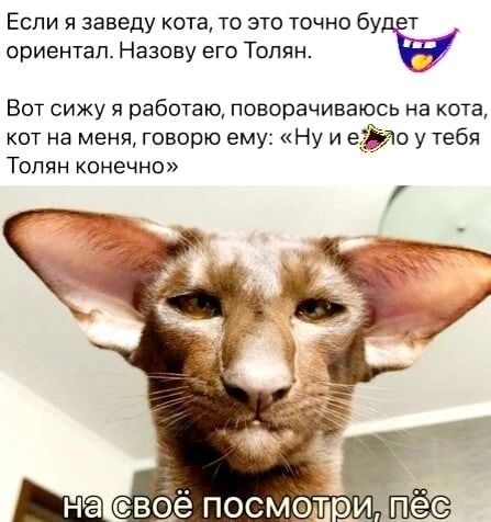 ЕСЛИ Я заведу КОТЕ ТО ЭТО ТОЧНО бу Т ориентап Назову его Толян Вот сижу я работаю поворачивать на кота кот на меня говорю ему Ну и е Толян конечно