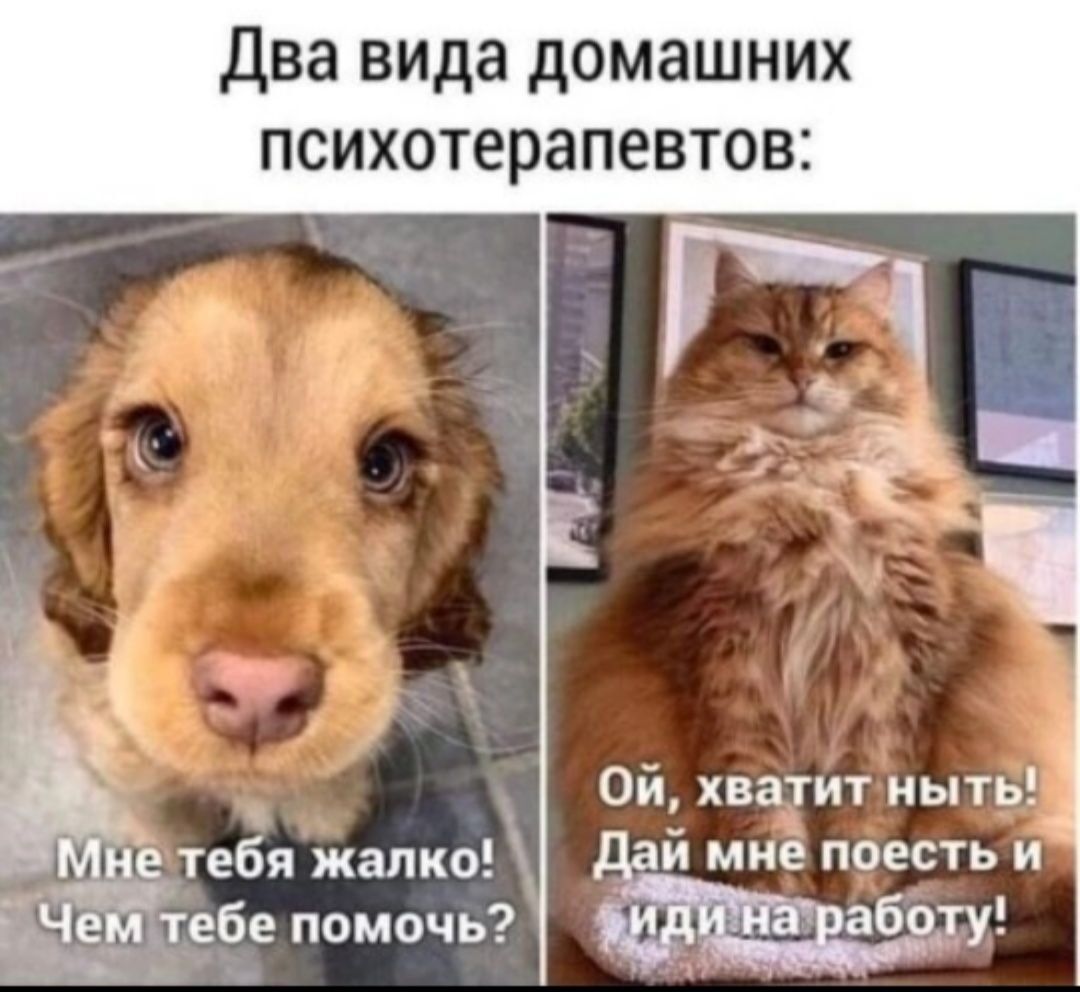 два вида домашних психотерапевтов Ой хватит мыть в тебя жалко 51 мне поесть и пабе помочь або_ту _ _
