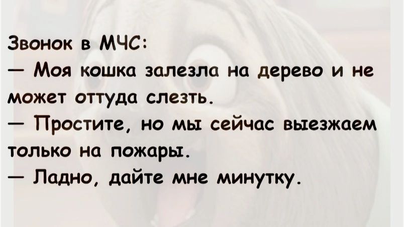 Звонок в МЧС Моя кошка залезла на дерево и не может оттуда слезть Простите но мы сейчас выезжаем только на пожары Ладно дайте мне минутку