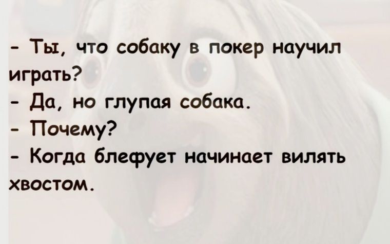 Ты что собаку в покер научил играть Да но глупая собака Почему Когда блефует начинает вилять ХВОСТОМ
