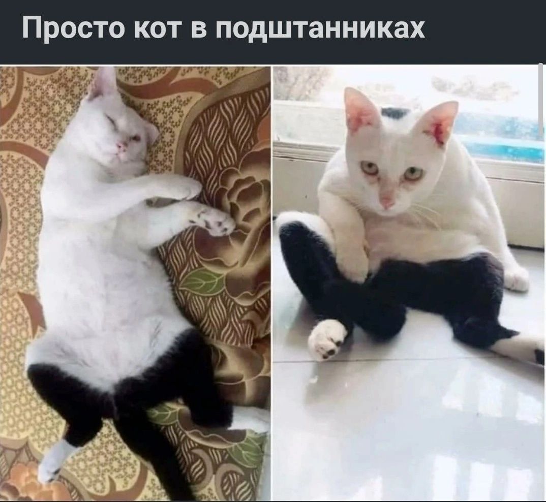 Просто кот в подштанниках