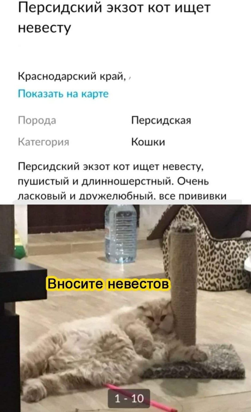 Персидский экзот кот ищет невесту Краснодарский край Показать на ите П Персидская кц п Кошки Персидский экзот кот ищет невесту пушистый и длинношерстный Очень ласковый и дружелюбный все прививки