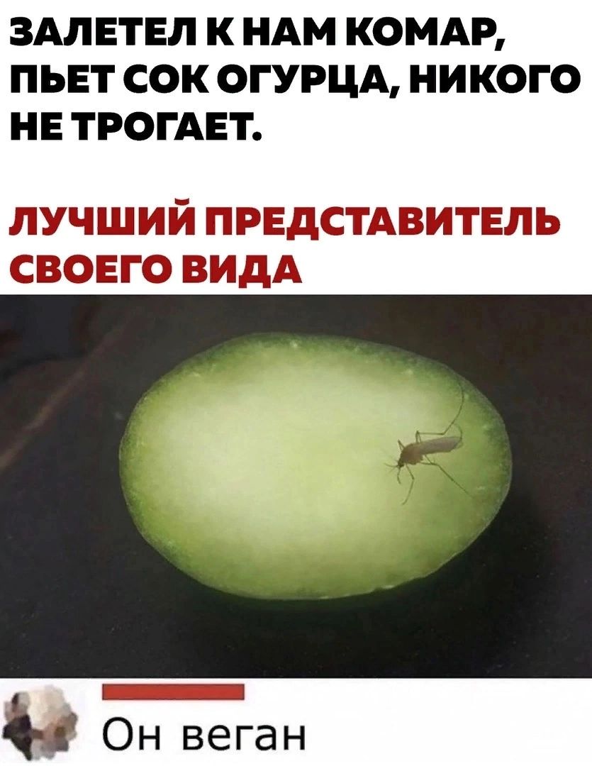 ЗАЛЕТЕЛ К НАМ КОМАР ПЬЕТ СОК ОГУРЦА НИКОГО НЕ ТРОГАЕТ ЛУЧШИЙ ПРЕДСТАВИТЕЛЬ СВОЕГО ВИДА