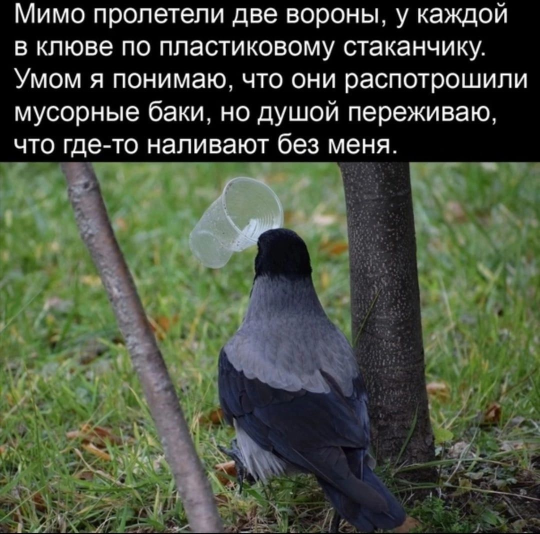 Мимо пролетели две вороны у каждой в клюве по пластиковому стаканчику Умом я понимаю что они распотрошипи мусорные баки но душой переживаю