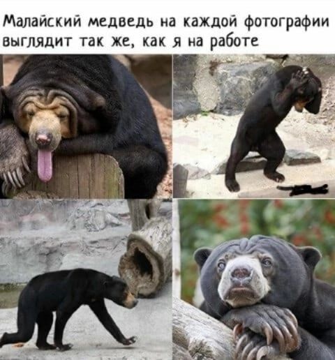 Мдлайский медведь на каждой Фотографии выглядит так же как я на работе