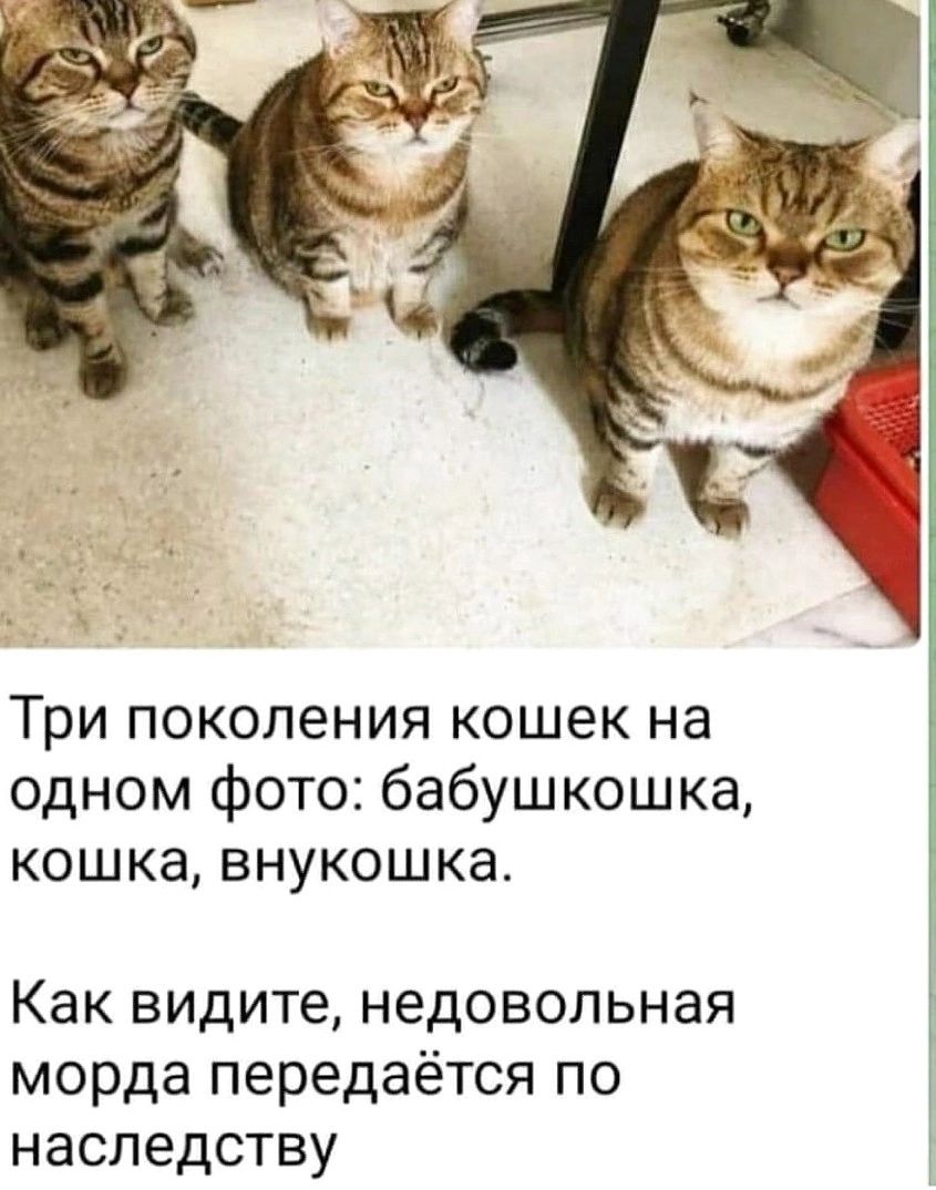 Три поколения кошек на одном фото бабушкошка кошка внукошка Как видите недовольная морда передаётся по наследству