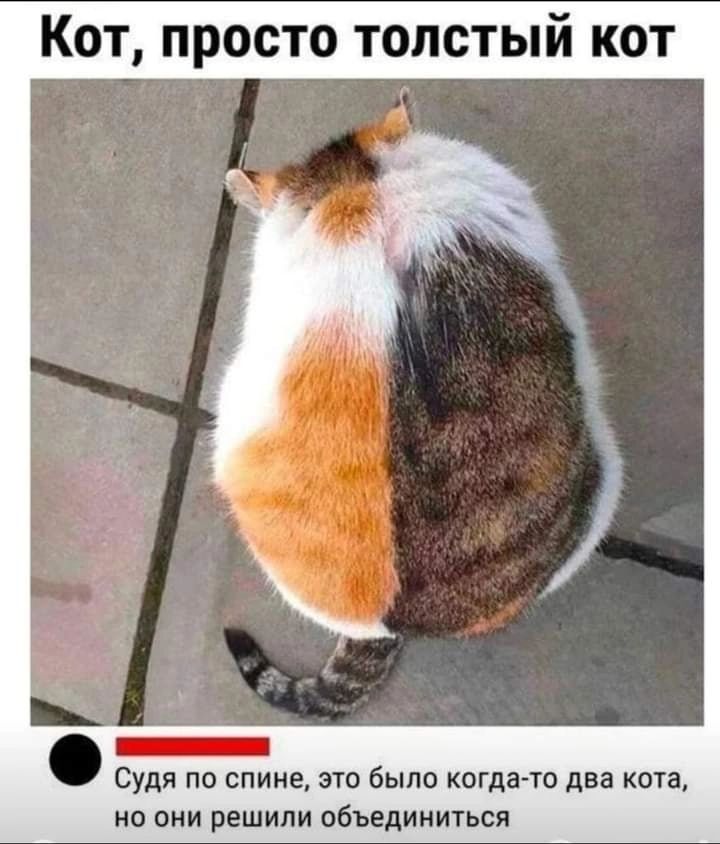 Кот просто толстый кот Судя по спине это было когда то два кота но они решили объединиться