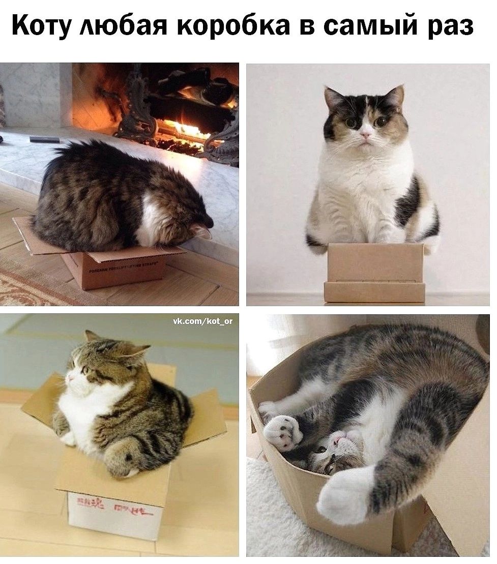 Коту Аюбая коробка в самый раз