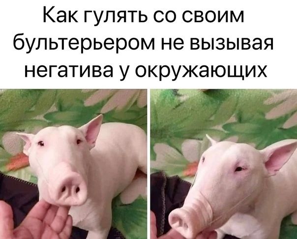 Как гулять со своим бультерьером не вызывая негатива у окружающих