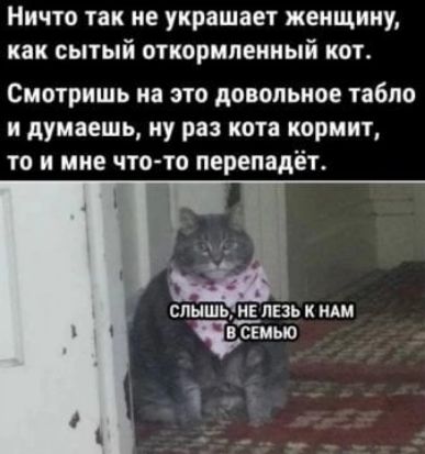 Ничто так не украшает женщину как сытый откормпениый кот СМОТРИШЬ на это довольное табло И думаешь ну раз кота КОРМИТ то И мне что то ПЕРЕПЗДЁТ