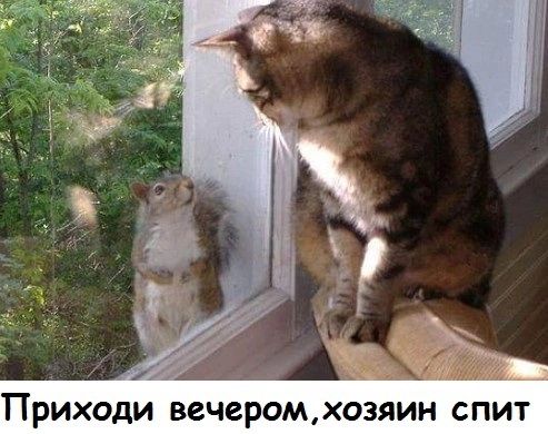 ПРИХОДИ Вечером ХОЗЯИН С ПИТ