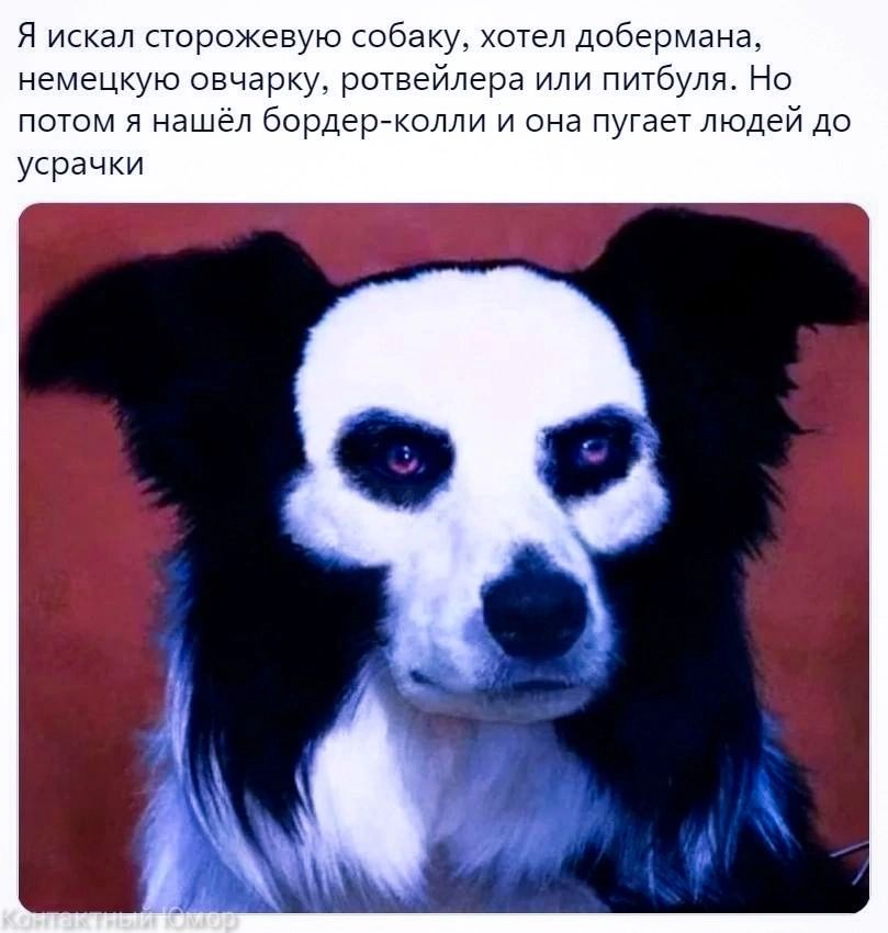 я ис сторожа Хотел добер на немецкпю свчарку ротвейлера иди питбуля Но потом я нашел Бордер колли и он пугаеглюдеи до усрачуи