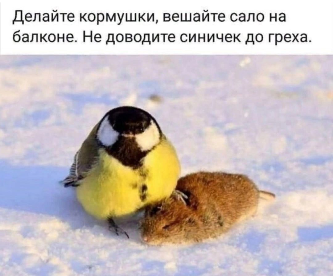 Делайте кормушки вешайте село на балконе Не доводите синичек до греха