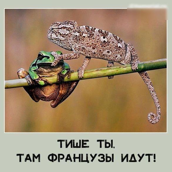 ТИШЕ ТЫ ТАМ ФРАНЦУЗЫ ИАУТ