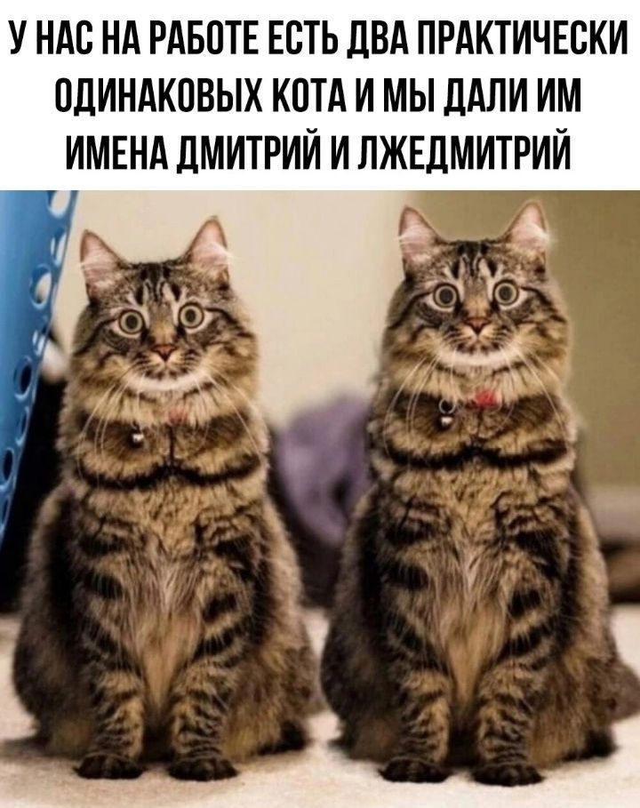 У НАС НА РАБОТЕ ЕСТЬ ЛВА ПРАКТИЧЕСКИ ПДИНАКОВЫХ КОТА И МЫ ДАЛИ ИМ ИМЕНА ЛМИТРИЙ И ЛЖЕДМИТРИИ