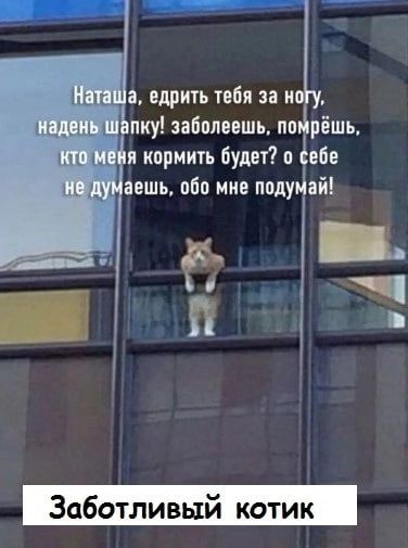а едрить тебя за и ку заболеешъ по рёшь я кормить будет о Ёвбе п вешь ибп мне ппду ай Заботливый котик
