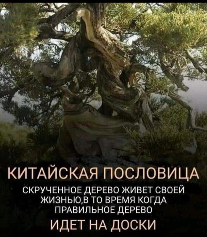 КИТАЙСКАЯ ПОСЛОВИЦА СКРУЧЕННОЕ дЕРЕВО ЖИВЕТ СВОЕЙ ЖИЗНЬЮВ ТО ВРЕМЯ КОГДА ПРАВИЛЬНОЕ ДЕРЕВО ИДЕТ НА доски