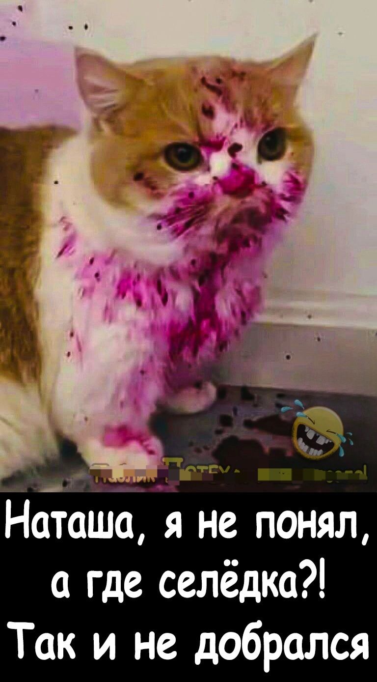 Наташа я не понял где селёдка Так и не добрался