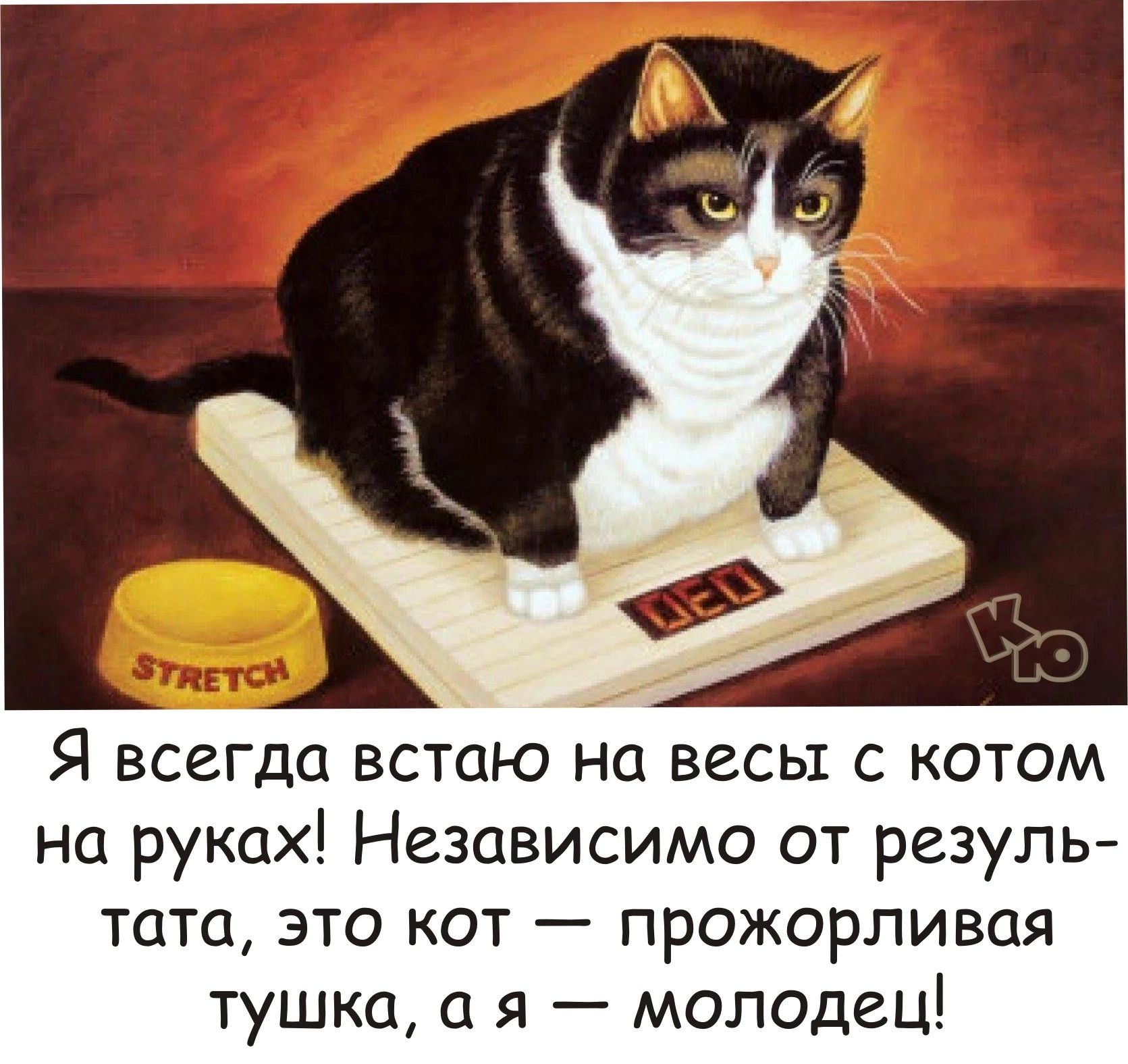 Я всегда встаю на весы с котом на руках Независимо от резуль тата это кот прожорливая тушка я молодец