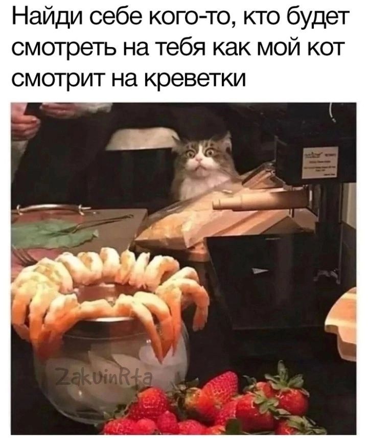 Найди себе кого то кто будет смотреть на тебя как мой кот смотрит на креветки