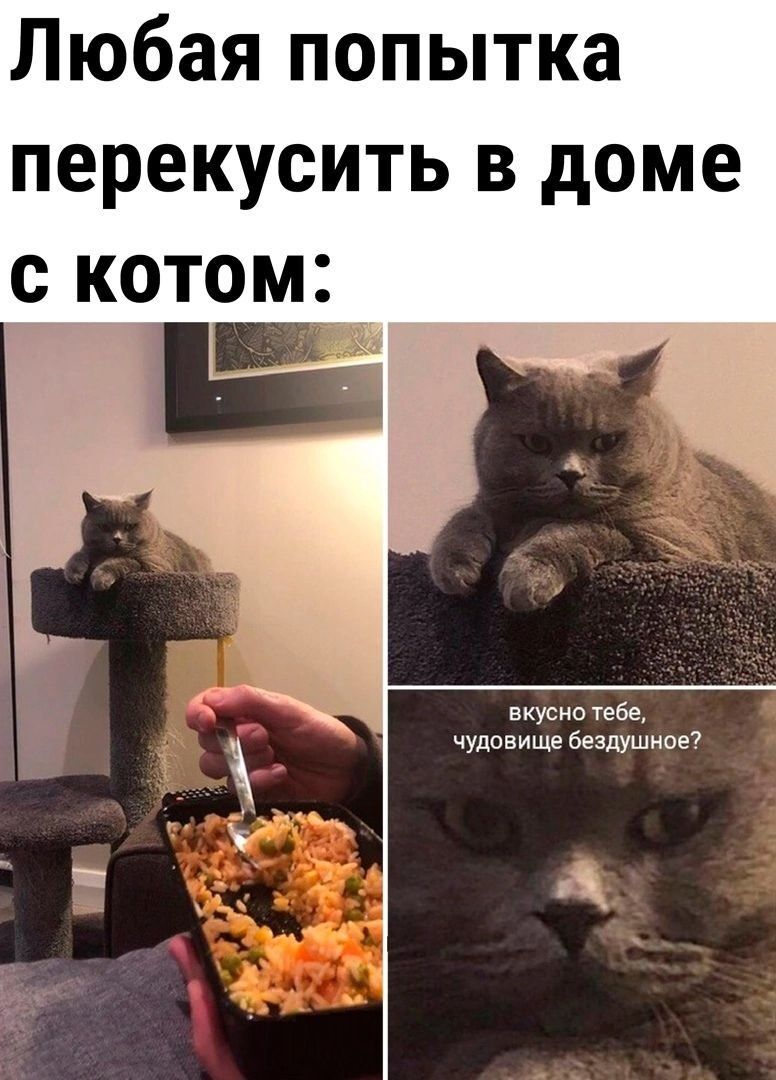 Любая попытка перекусить в доме с котом Б