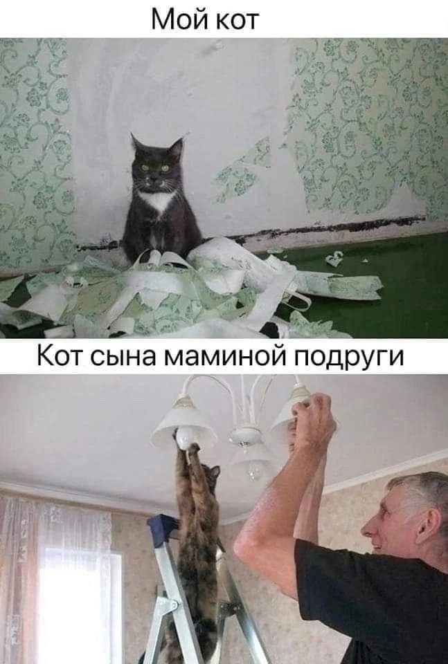 Мой кот