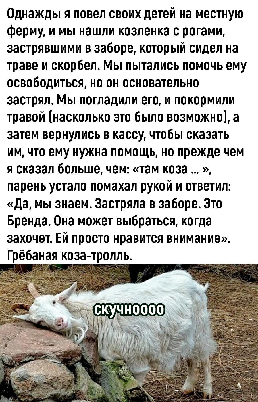 Однажды я повел своих детей на местную ферму и мы нашли козленка с рогами застрявшими в заборе который сидел на траве и скорбел Мы пытались помочь ему освободиться но он основательно застрял Мы погладили его и покормили травой насколько это было возможно а затем вернулись в кассу чтобы сказать им что ему нужна помощь но прежде чем и сказал больше чем там коза парень устало помахал рукой и ответил 