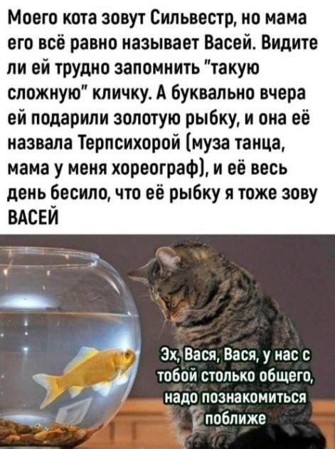 Моего кота зовут Сильвестр ио мана его всё равно называет Васей Видите ли вй тРУдио запомнить такую сложную кличку А буквально вчера ей подарили золотую рыбку и она её назвала Терпсихорой муза танца нама у меня хореограф и её весь день бесипо что её рыбку я тоже зову ВАСЕЙ 3хВася Бащуиасс тобой столько общего 5 надо познакомиться _ поближе