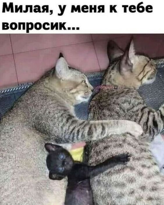 Милая у меня к тебе вопросик