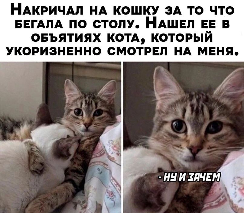 НАКРИЧАЛ НА КОШКУ ЗА ТО ЧТО БЕГАЛА ПО СТОЛУ НАШЕЛ ЕЕ В ОБЪЯТИЯХ КОТА КОТОРЫЙ УКОРИЗНЕННО СМОТРЕЛ НА МЕНЯ