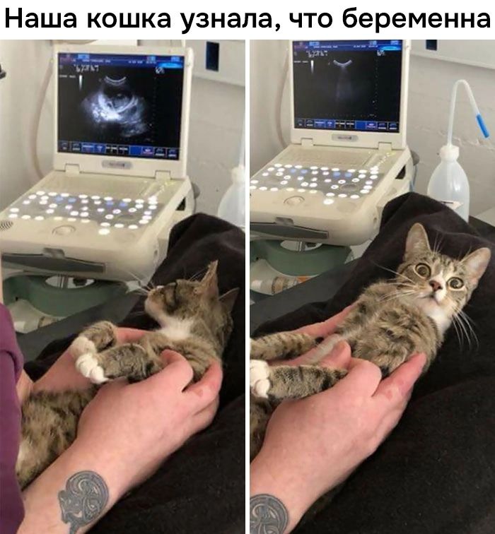 Наша кошка узнала что беременна