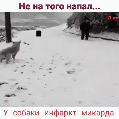 Не на того напал...
У собаки инфаркт миокарда.