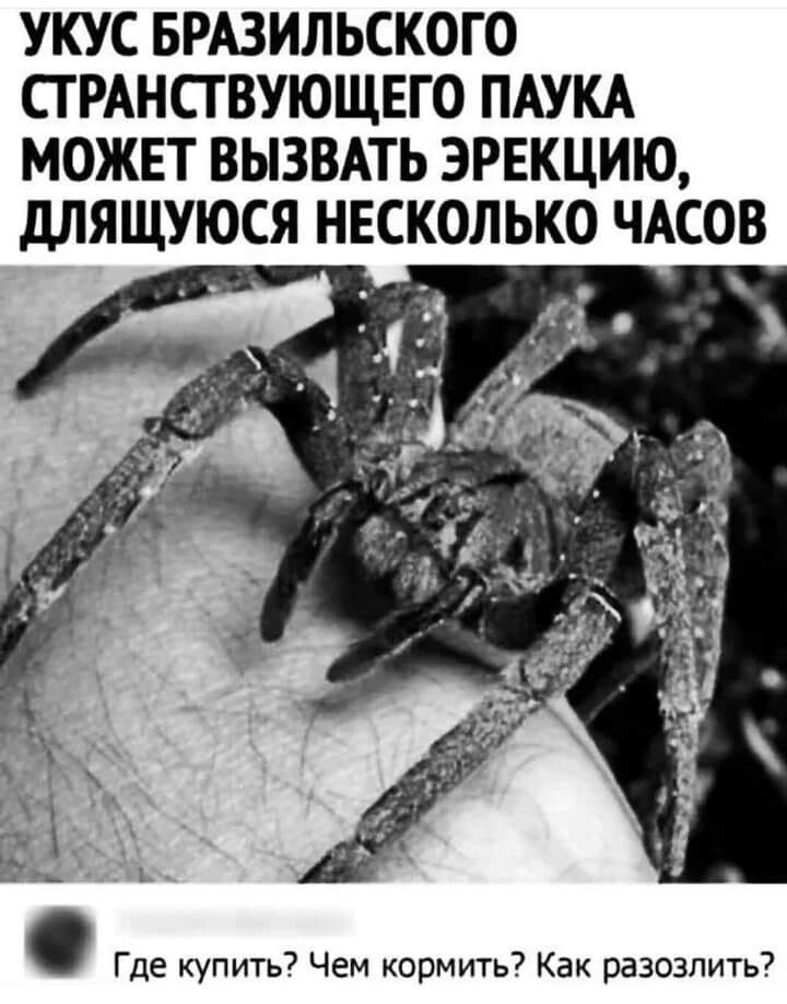 УКУС БРАЗИЛЬСКОГО СТРАНСТВУЮЩЕГО ПАУКА МОЖЕТ ВЫЗВАТЬ ЭРЕКЦИЮ, ДЛЯЩУЮСЯ НЕСКОЛЬКО ЧАСОВ
Где купить? Чем кормить? Как разозлить?