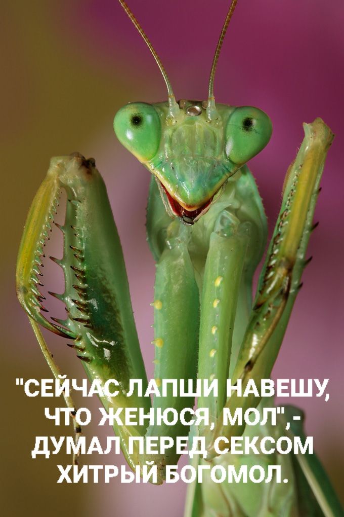 Сейчас лапши навешу, что женюся, мол, - думал перед сексом хитрый богомол.