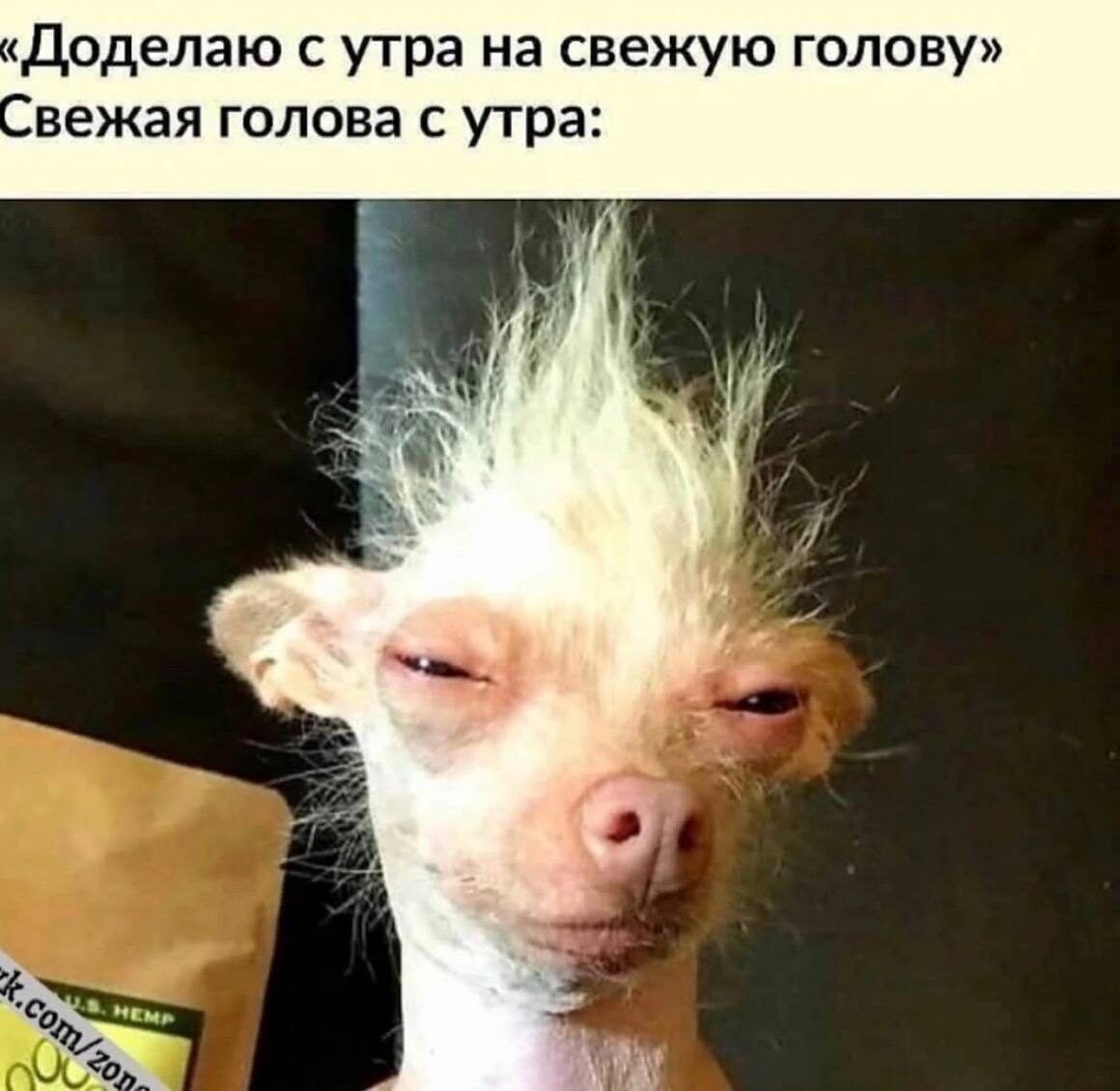«Доделаю с утра на свежую голову» Свежая голова с утра:
