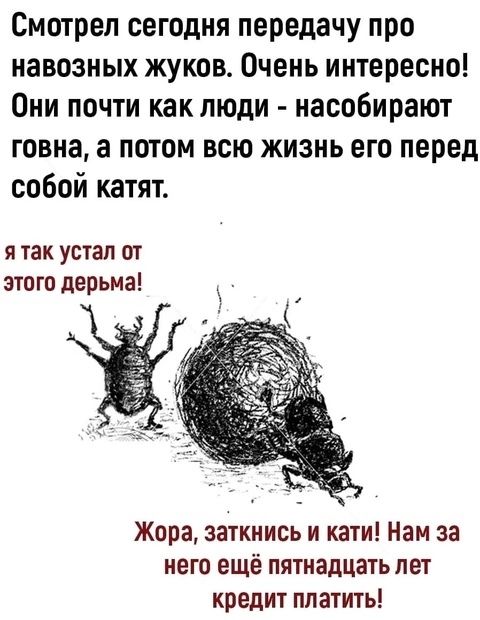 Смотрел сегодня передачу про навозных жуков. Очень интересно! Они почти как люди - насобирают говна, а потом всю жизнь его перед собой катят. я так устал от этого дерьма! Жора, заткнись и кати! Нам за него ещё пятнадцать лет кредит платить!